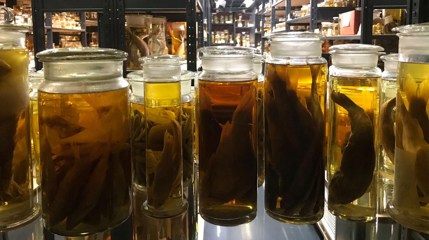 Sammlung mit Gläsern mit gelbem Alkohol